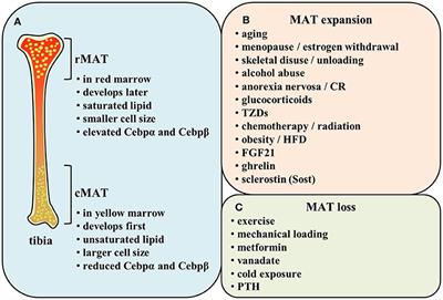 The Unique Metabolic Characteristics of Bone Marrow Adipose Tissue